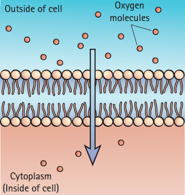 15.5 Transport In And Out Of Cells 