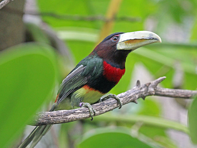 "Ivory-billed Aracari RWD4" by DickDaniels (http://carolinabirds.org/) - Own work. Licensed under CC BY-SA 3.0 via Wikimedia Commons - https://commons.wikimedia.org/wiki/File:Ivory-billed_Aracari_RWD4.jpg#/media/File:Ivory-billed_Aracari_RWD4.jpg