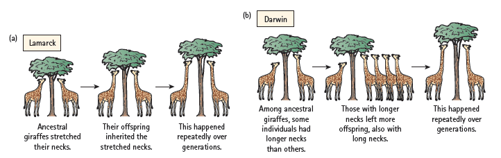 Resultado de imaxes para: evolution of giraffe according to darwin